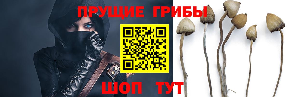 Псилоцибиновые грибы ЛСД Новокубанск